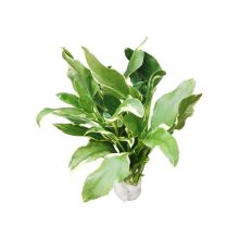 Gymnocoronus Spilathoides Variegata