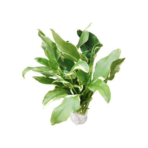 Gymnocoronus Spilathoides Variegata