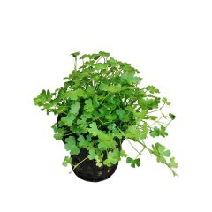 Hygrocotyle Tripartita Mini