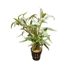 Althernanthera Reinicki