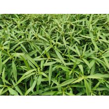 Althernanthera Reinicki