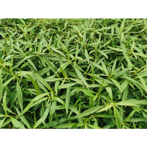 Althernanthera Reinicki