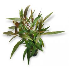 Althernanthera Rosaefolia