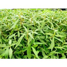 Althernanthera Rosaefolia