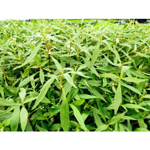 Althernanthera Rosaefolia