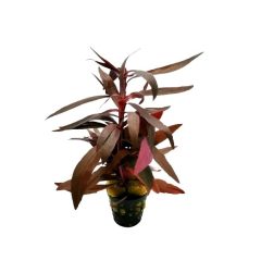 Althernanthera Sessilis