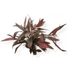 Althernanthera Sessilis