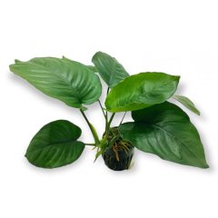 Anubias Barteri Broad Leaf