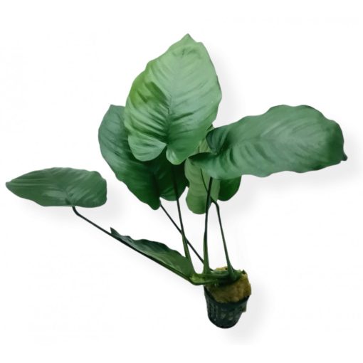 Anubias Barteri Broad Leaf L