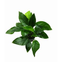 Anubias Barteri var. Nana