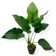 Anubias Barteri var. Nana L