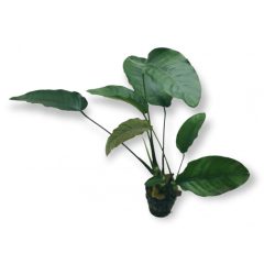 Anubias Barteri var. Barteri