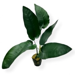 Anubias Barteri var. Barteri L