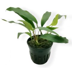 Anubias Barteri var. Glabra (minima)