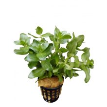 Bacopa Amplexicaulis