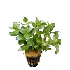 Bacopa Amplexicaulis