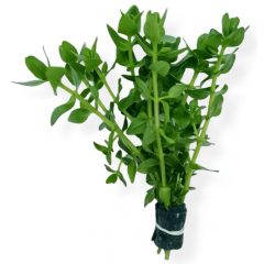 Bacopa Amplexicaulis