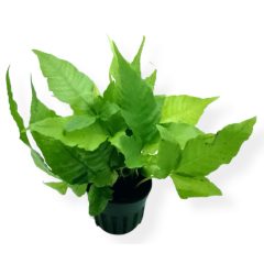 Bolbitis Heteroclite Asiatica