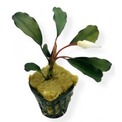 Bucephalandra Green Broad Leaf