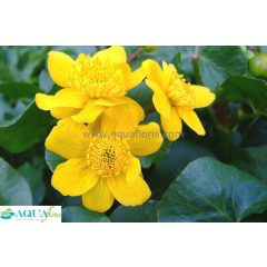 Caltha palustris