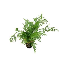 Ceratopteris Cornuta