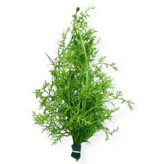 Ceratopteris Cornuta