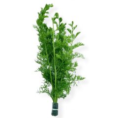 Ceratopteris Thalictroides