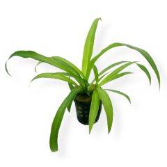 Chlorophytum Comosum