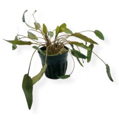 Cryptocoryne Mioya