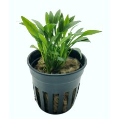 Cryptocoryne Nevellii