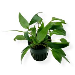 Cryptocoryne Petchii