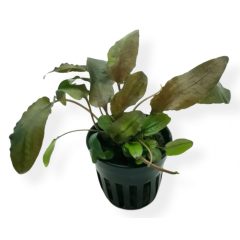 Cryptocoryne Tropica