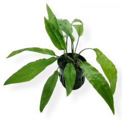 Cryptocoryne Usteriana Green