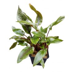 Cryptocoryne Usteriana Red