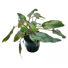 Cryptocoryne Walkeri