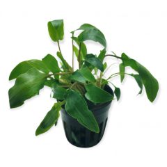 Cryptocoryne Wendtii Green