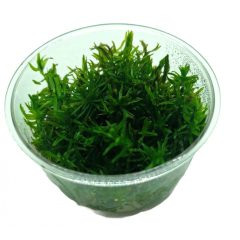 Didiplis diandra zselés