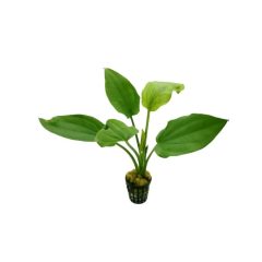 Echinodorus Cordifolius