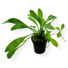 Echinodorus Grisebachii