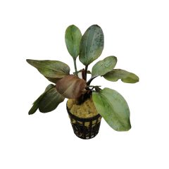 Echinodorus Hadi Red Pearl