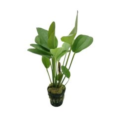 Echinodorus Harbich