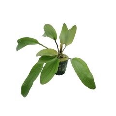 Echinodorus Horemanii Red