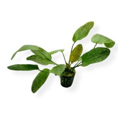 Echinodorus Ozelot Green