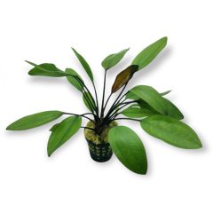 Echinodorus Spidernet