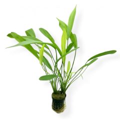 Echinodorus Uruquayensis