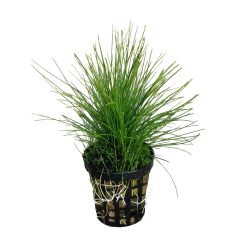 Eleocharis Acicularis