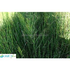 Equisetum palustris