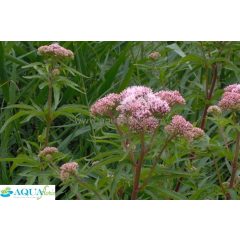 Eupatorium cannabium