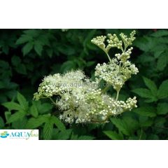 Filipendula ulmaria