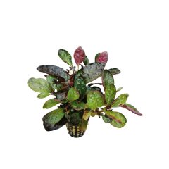 Hemigraphis Colorata